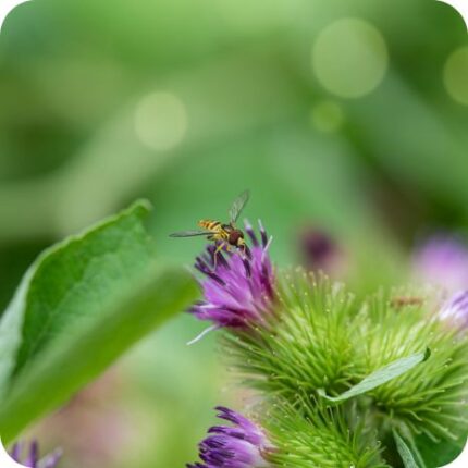 Lesser Burdock (Arctium minus) close-up of purple thistle like flower heads with hooked bracts.