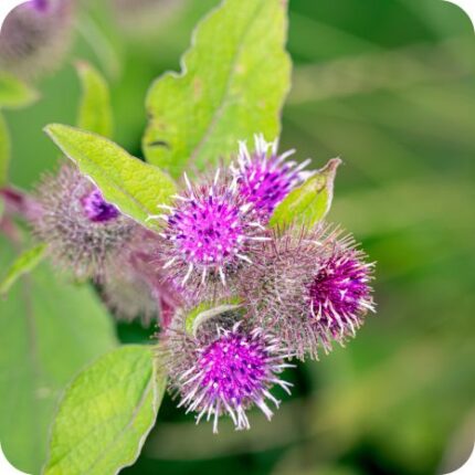 Lesser Burdock (Arctium minus) close-up of purple thistle-like flower heads with hooked bracts surrounded by short green leaves.