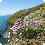 Thrift (Armeria maritima) growing on a rocky coastal cliff among grasses and other salt-tolerant wildflowers.