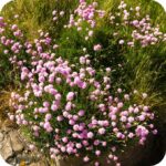 Thrift (Armeria maritima) growing among grasses and other salt-tolerant wildflowers.