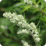 Mugwort (Artemisia vulgaris) close-up of small clustered white flower buds on tall aromatic green stems.