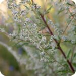 Mugwort (Artemisia vulgaris) tall aromatic plant with clusters of small pale flowers on slender green stems.