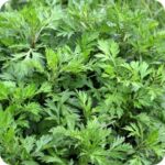 Mugwort (Artemisia vulgaris) clusters deeply forked green leaves.