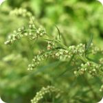 Mugwort (Artemisia vulgaris) tall aromatic plant with slim leaves and clusters of small flower buds.