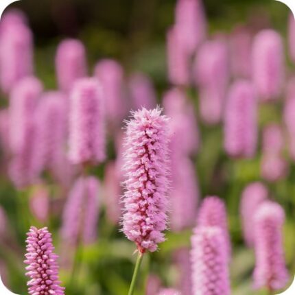 Common Bistort (Persicaria bistorta) close up of pink flower spikes showing small clustered blooms.