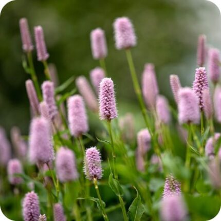 Common Bistort (Persicaria bistorta) upright plant with broad green leaves and dense pink flower spikes.