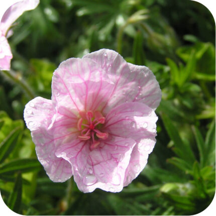 Bloody Cranesbill (Geranium sanguineum) close-up of bright pale pink petals in full summer bloom