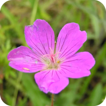 Bloody Crane's-bill (Geranium sanguineum) close-up of bright magenta petals with dark veins in full summer bloom.