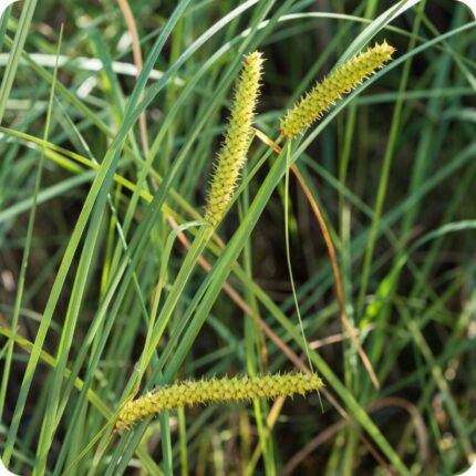 Bottle Sedge (Carex rostrata) tall wetland plant with narrow green leaves and cylindrical flowering spikes in summer.