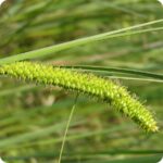 Bottle Sedge (Carex rostrata) plug plants - Image 2