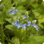 Brooklime (Veronica beccabunga) low-growing aquatic plant with fleshy green leaves and clusters of blue flowers.