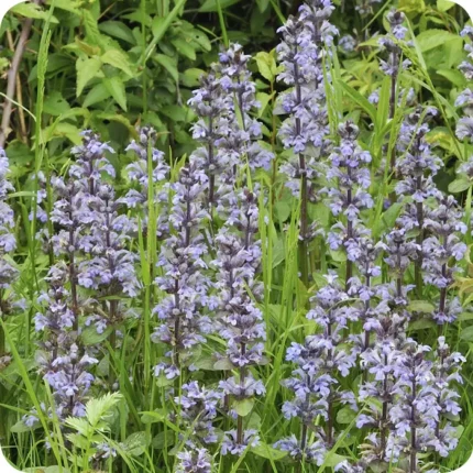 Bugle (Ajuga reptans) spreading across a shady woodland floor among grasses and other native wildflowers.