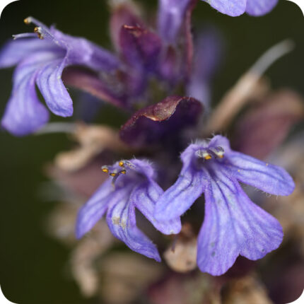 Bugle (Ajuga reptans) close-up of deep blue tubular flowers with green bracts in dense summer spikes.