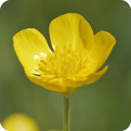 Bulbous Buttercup (Ranunculus bulbosus) close-up of glossy yellow petals with green sepals turned downwards.