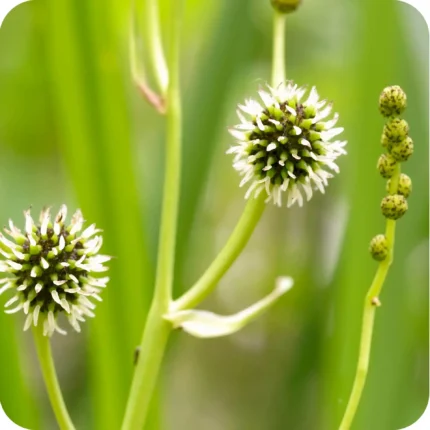 Branched Bur-Reed (Sparganium erectum) close-up of round green flower heads with spiky bracts.