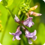 Bush Vetch (Vicia sepium) close-up of pale purple pea-like flowers with delicate veins on slender green stems.