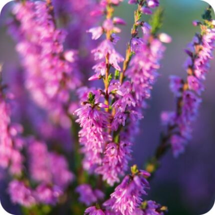 Heather Ling (Calluna vulgaris) close up of tiny pink purple bell shaped flowers densely packed on woody stems.