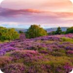 Heather Ling (Calluna vulgaris) growing across heathland and moorland among grasses and other native wild plants.