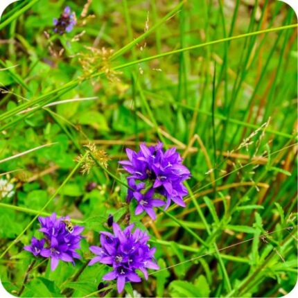 Clustered Bell Flower (Campanula glomerata) growing in a sunny meadow with vibrant purple flowers among grass.