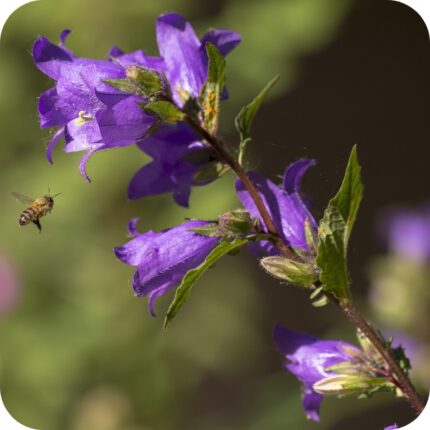 Nettle-leaved Bellflower (Campanula trachelium) plant with nettle like leaves and blue bell flowers with a bee hovering.