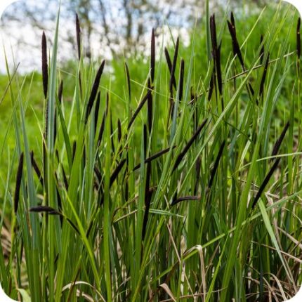 Slender-Tufted Sedge (Carex acuta) tall wetland grass with narrow leaves and erect flowering spikes in summer.