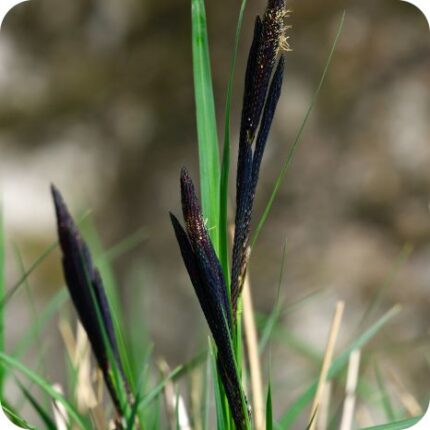 Slender-Tufted Sedge (Carex acuta) close-up of greenish-brown spikes with fine bracts on slender upright stems.