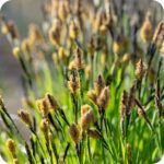 Slender-Tufted Sedge (Carex acuta) tall wetland grass with narrow leaves and black to light brown flowering spikes.