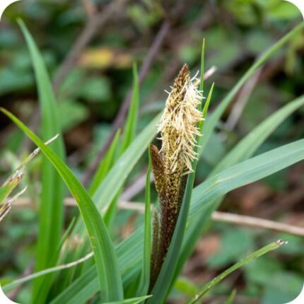 Lesser Pondsedge (Carex acutiformis) tall wetland sedge with narrow green leaves and upright spiky flowering stems.