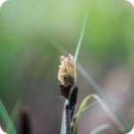 Lesser Pondsedge (Carex acutiformis) close-up of brown spiky flower clusters on tall slender stems in wetlands.