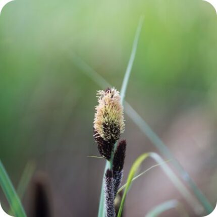 Lesser Pondsedge (Carex acutiformis) close-up of brown spiky flower clusters on tall slender stems in wetlands.