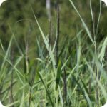 Lesser Pondsedge (Carex acutiformis) growing in marshes and pond edges among grasses, reeds, and other native wetland plants.