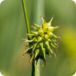 Star Sedge Carex echinata close up of small brownish flower spikes on slender green stems in wet meadow.