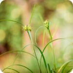 Star Sedge Carex echinata tufted wetland plant with narrow green leaves and green buds ready to bloom.