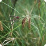 Glaucous Sedge (Carex flacca) close-up showing dark flower spikes with delicate brown seed heads in spring light.