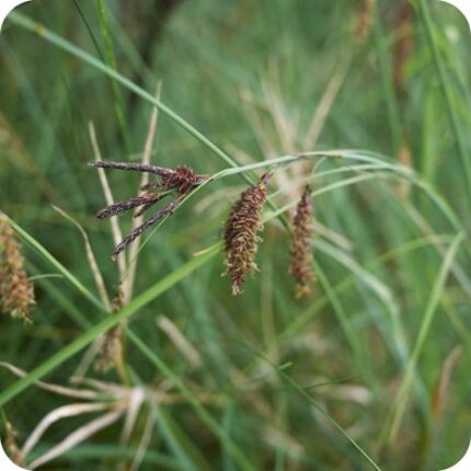 Glaucous Sedge (Carex flacca) close-up showing dark flower spikes with delicate brown seed heads in spring light.