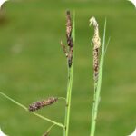 Glaucous Sedge (Carex flacca) low growing grass like plant with green leaves and slender flowering stems.