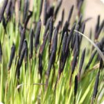 Common Sedge (Carex nigra) multiple stems of black clustered flower spikes on slender green stems in marshy wetland areas