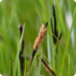 Common Sedge (Carex nigra) close-up of brown clustered flower spikes on slender green stems in marshy wetland areas.