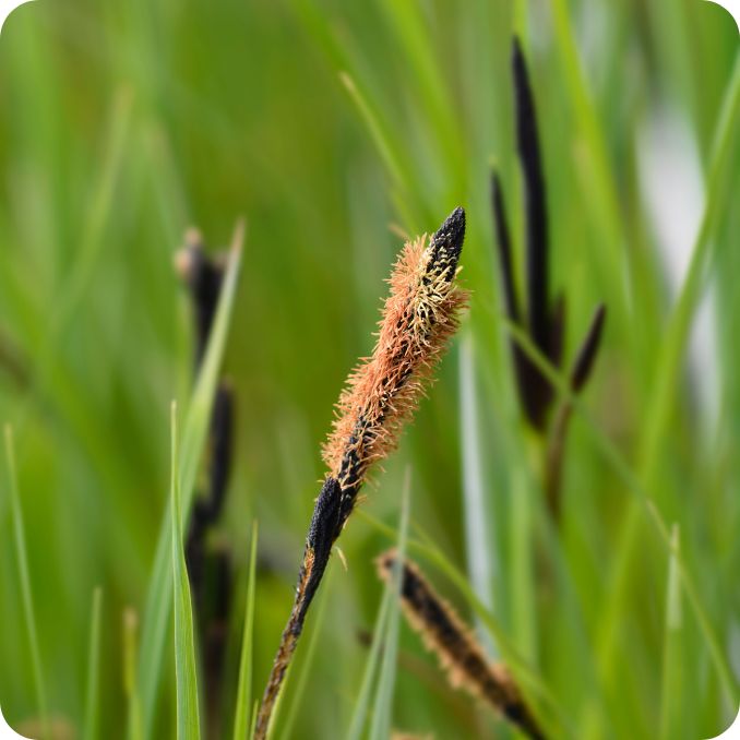 Carex_nigra_Plant Common Sedge (Carex nigra) close-up of brown clustered flower spikes on slender green stems in marshy wetland areas.