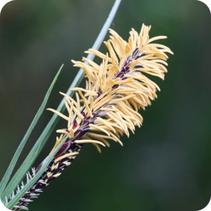 Common Sedge (Carex nigra) close-up of cream coloured clustered flower spikes on slender purple stems.