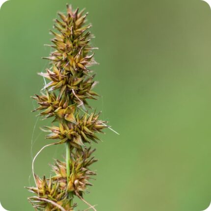 False Fox Sedge (Carex otrubae) close up of brown spiky flower clusters on tall slender green stems in wetland habitats.