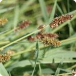 False Fox Sedge Carex otrubae tufted wetland sedge with narrow green leaves and upright flowering stems.