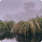 Greater Tussock Sedge Carex paniculata growing in marshy ground forming tall hummocks among wetland plants.