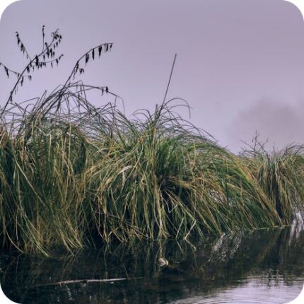 Greater Tussock-Sedge (Carex paniculata) growing in marshes and wet meadows among grasses, reeds, and native aquatic plants.
