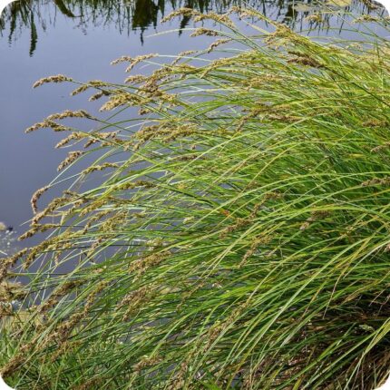 Greater Tussock Sedge Carex paniculata large wetland sedge forming dense raised tussocks of green leaves.