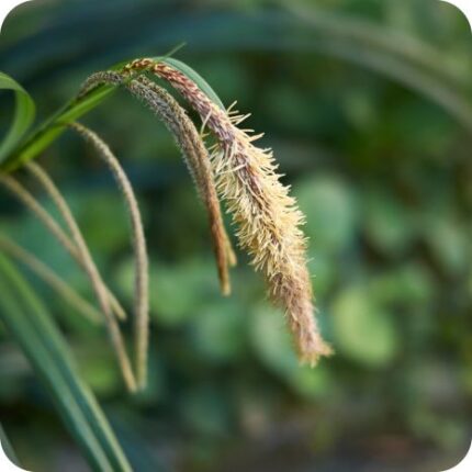 Pendulous Sedge (Carex pendula) close-up of drooping brown flower spikes on tall arching green stems in summer bloom.