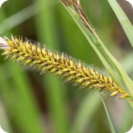 Greater Pond Sedge (Carex riparia) close up of drooping green flower buds on tall green stems.