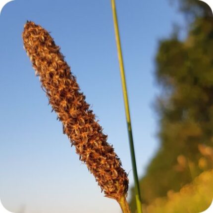 Greater Pond Sedge (Carex riparia) close up of drooping brown flower spikes on tall green stems in marshy wetlands.