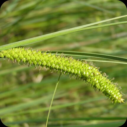 Bottle Sedge (Carex rostrata) close-up of greenish-brown flower spikes with pointed tips on tall slender stems.