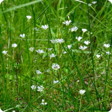 Common Mouse Ear Cerastium fontanum growing in grassy meadows with small white flowers scattered among short turf.